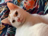Hara Pet-Sitter