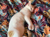 Hara Pet-Sitter
