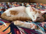 Hara Pet-Sitter