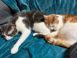 Hara Pet-Sitter