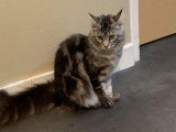 Hara Pet-Sitter