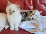 chaton bengal et sacré de birmanie