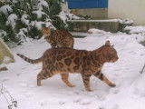 osiris et nami bengal brown spotted à rosettes