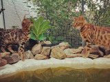 osiris et nami bengal brown spotted à rosettes