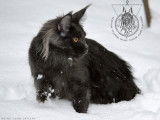 Shadow Beast Maine Coon