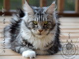 Shadow Beast Maine Coon