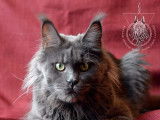 Shadow Beast Maine Coon