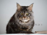 Shadow Beast Maine Coon