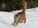 Shadow Beast Maine Coon