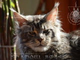 Shadow Beast Maine Coon