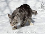Shadow Beast Maine Coon