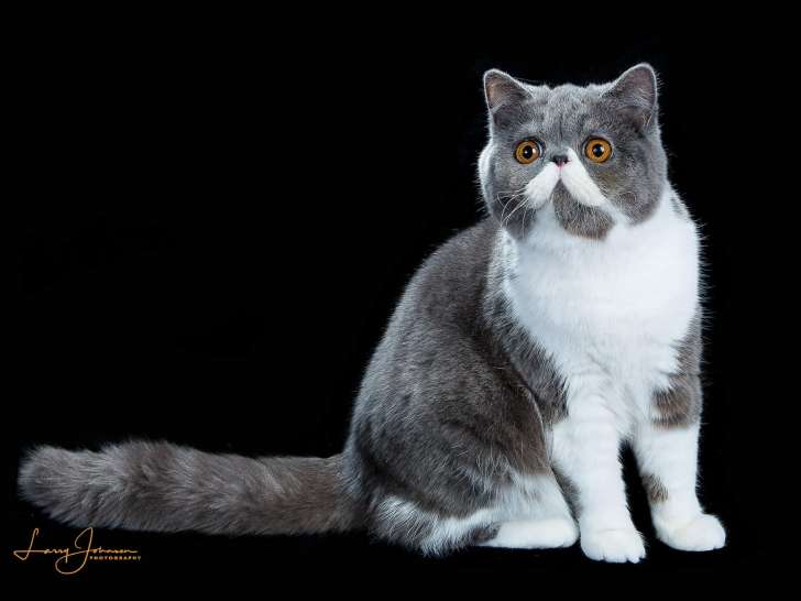 Shamal