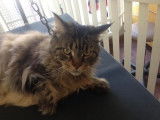Un Maine Coon après son bain