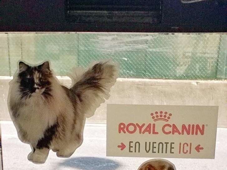 L'arène des chiens