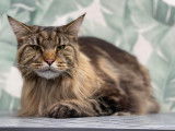 Rambo, un superbe Maincoon, pour son premier toilettage (soin réduction de mue)