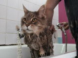 Cumba, un beau Maine Coon, pendant son bain