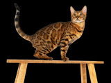 Jahia Bengal's Safira, notre femelle Brown