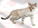 Duregnedubengal's Ovive, notre Femelle snow