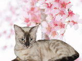 Stella de baccarat bengal, notre Femelle bleu mink double apb