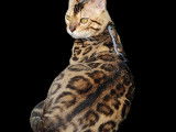 Pop Bengal Stitch, mâle brown porteur sépia