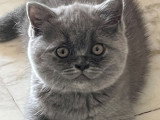 Les Chats'Mours