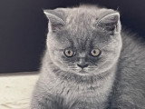 Les Chats'Mours