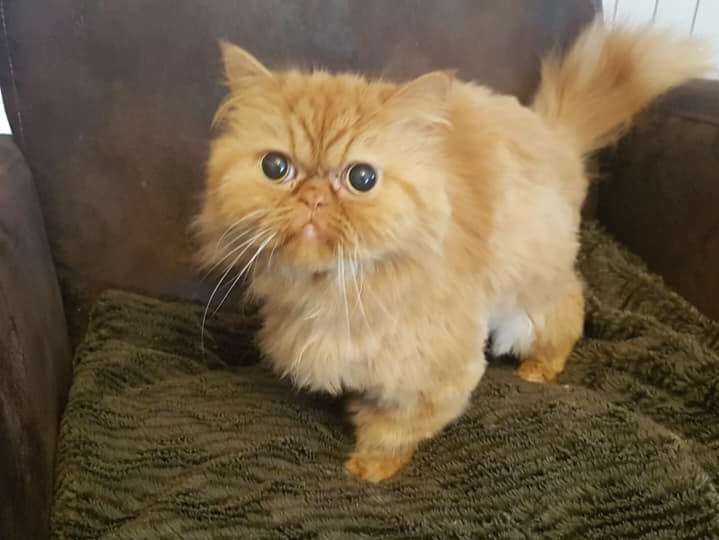 Coupe Au Poil Toiletteur Pour Chat A Asfeld