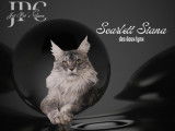 Scarlett Siana Blue silver blotched tabby