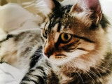 Toutou Clean.com