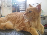 Le Cabotin