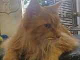 Le Cabotin