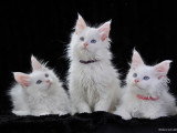 Devil inside's Maine Coon