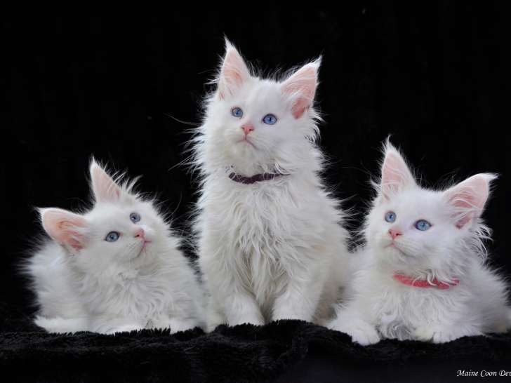Devil inside's Maine Coon