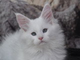 Devil inside's Maine Coon
