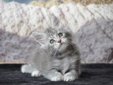 Devil inside's Maine Coon