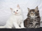 Devil inside's Maine Coon