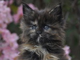 Devil inside's Maine Coon