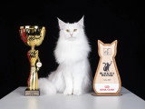 Cat Club de Lyon Dauphine Savoie (CCLDS)