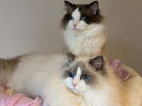 Quickstep de l'Ulyssiade et son fils Sysko des Jazzycat Dolls