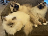 Qapsule avec Sully et Sarabi des Jazzycat Dolls