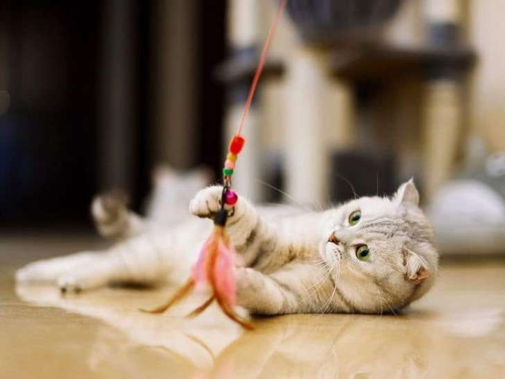 Animal Balance