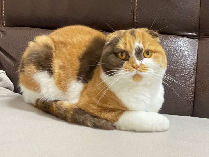 Vuiji femelle reproductrice BSH