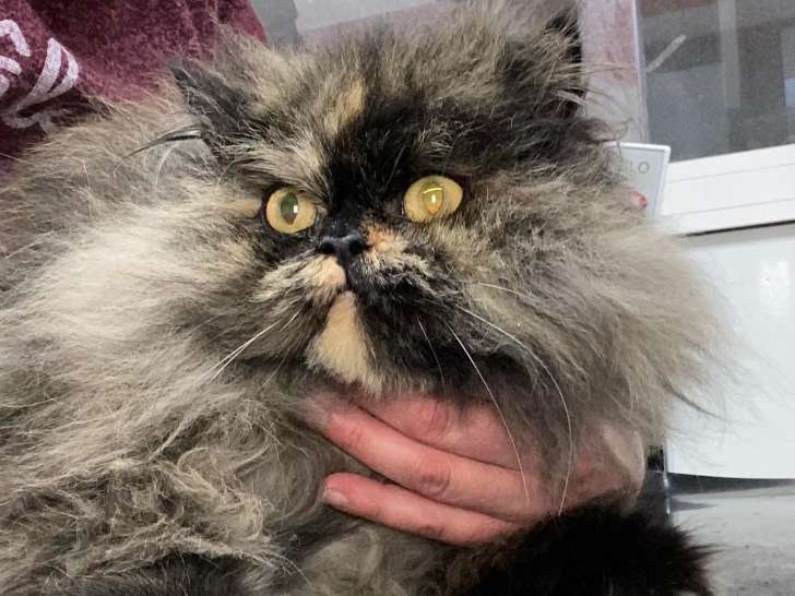 La Coupe Au Poil Toiletteur Pour Chat A Saint Jean D Angely