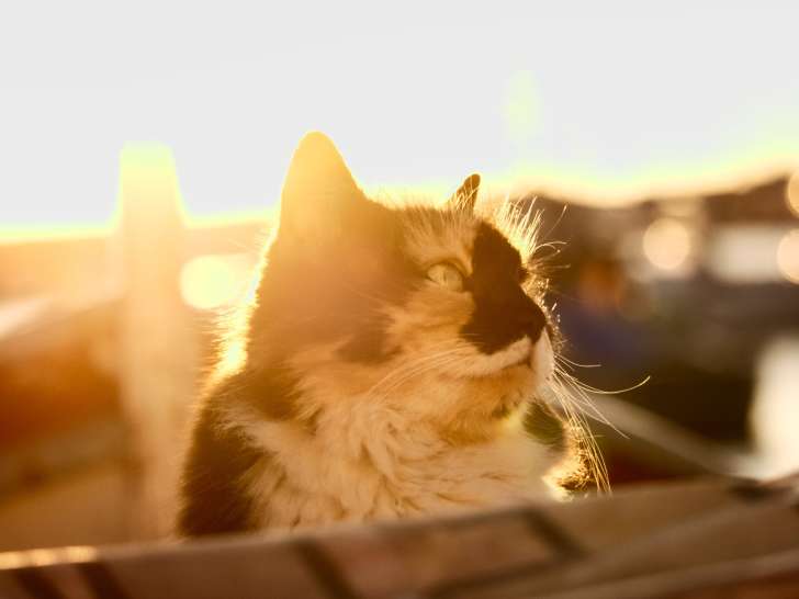 Ma Comportementaliste