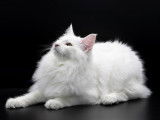 Chatte norvégienne blanche