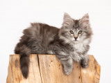 Chaton norvégien black silver tabby