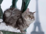 Chatte norvégienne bleu tabby