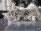 Chaton norvégien bleu tabby