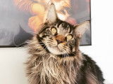 Astra Maine Coon
