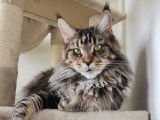 Astra Maine Coon